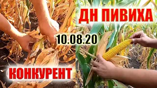 КУКУРУДЗА ПИВИХА 🌽 БЕЗ ДОСУШКИ ДЛЯ РАННІХ ГРОШЕЙ  #пивиха #агрован #семена #хотин #бурштин