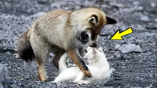 The fox wanted to eat the stray cat, but then something terrible happened!