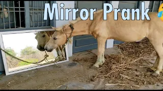 Horse Mirror prank Hilarious funny reaction