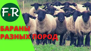 Бараны разных пород, в том числе на продажу: Суффолк, Остфризские, Романовские. Тверской Урожай