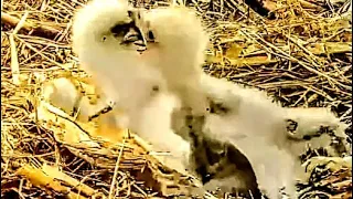 4.04.2024 LIL ELDER CHICKS CONFLICTS. MOM DNF FEEDS LIL CHICK IF ELDER IS OVER FED. DECORAH EAGLES..