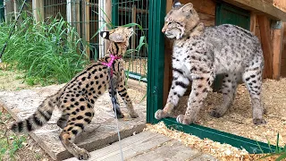 COUGAR AND BOBCAT RUFUS REACTIONS ON SERVAL / Meowrizio makes fluffy tail