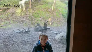 Tiger attacking 7yr old boy at Dublin Zoo