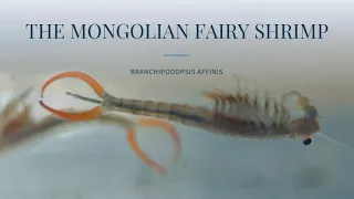 The Mongolian Fairy Shrimp (Branchipodopsis affinis)