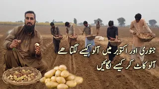 Potato farming |Potato crop cultivation, sowing time, fertilizer, water and spray schedule, IR FARM