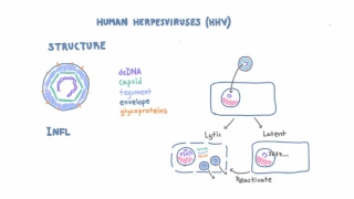 Introduction to Human Herpesviruses (HHV)