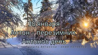 Антон – перезимник 30 января Антонов день