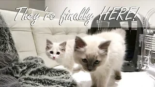 Bringing our Ragdoll KITTENS home! | Ragdolls Pixie and Bluebell