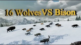 16 Wolves VS Bison Epic Fight! Who will Survive?