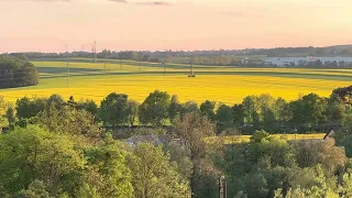 A beautiful yellow flowers field in front of us in Czech Republic /beautiful nature in 🇨🇿 to relax
