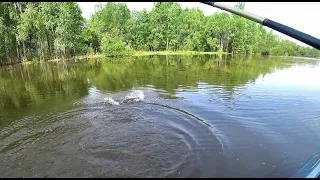 УСПЕЛИ ЗАНЯТЬ СУДАКОВУЮ ТОЧКУ И ПОЛОВИТЬ! Очереди на реке ,такая вот рыбалка на Оби по высокой воде.