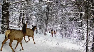 Elk Country Waltz