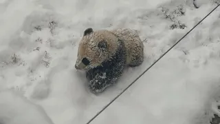 Giant Panda Su Lin and her cub