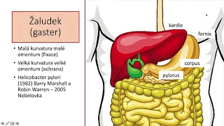 žaludek, střeva, přidatné žlázy trávicí soustavy