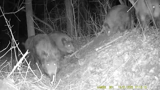 Кабаны пришли к капкану. Wild boars comes to the Dirt hole set