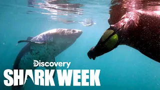 Diver’s Close Encounter with Alaska’s Salmon Sharks | Shark Week