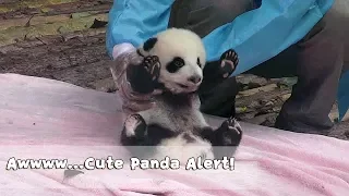 Awwww...Cute Panda Alert! | iPanda