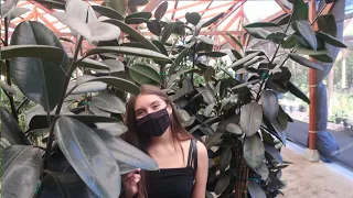 Recommended Houseplant Shop Tour | Big & Tall Monstera Rubber Tree Fiddle Leaf