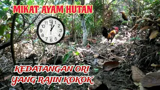 MIKAT AYAM HUTAN‼️KEDATANGAN ORI YANG RAJIN KOKOK.#PEMIKATBAROKAH#ayamhutanjantan#pikatayamhutan