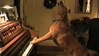 Animal Musical Prodigies - Compilation