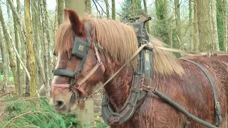 Belgian Draft Horses: 3 excellent logging horses at work in the forest