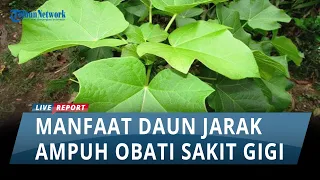 Ampuh Obati Sakit Gigi, Ini Enam Manfaat Daun Jarak yang Perlu Diketahui