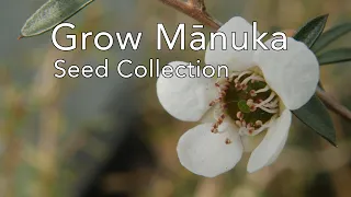 Grow Mānuka: Seed collection and overview