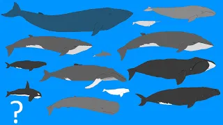 Whales Size Comparison - Animation - Cetacean Whale and Dolphins! (OLD VERSION)