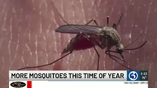 Rainfall totals and rising temperatures mean more mosquitos this year
