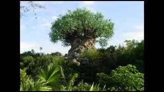 ANIMAL KINGDOM TREE OF LIFE AREA LOOP 2