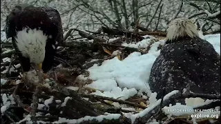 Decorah North Nest 4-2-24 Mr eats on the nest, gets wind flipped