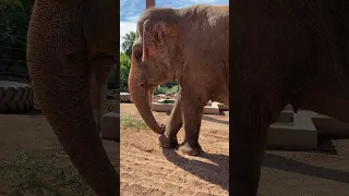 Asian Elephant Uses Stick to Scratch Leg