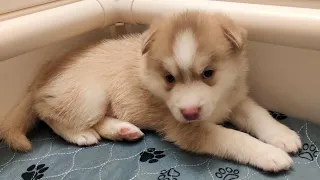 My Crazy Pomskys Pup Abel is4 weeks old. He's a Rare Lavender Blue eyed Cutie out of Ava x Googie!