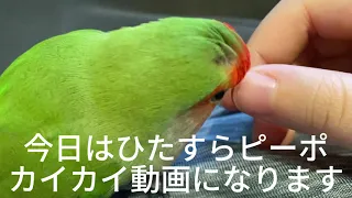 ひたすらカイカイ