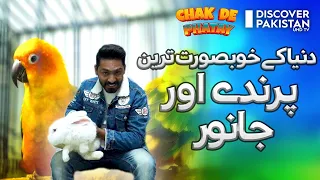 Famous Tollinton Market Lahore - Pets and Birds Market | Chak De Phate