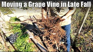 Moving a Grape Vine in Fall