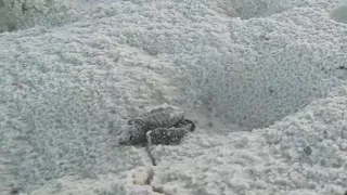 Sea turtle nesting season to begin soon
