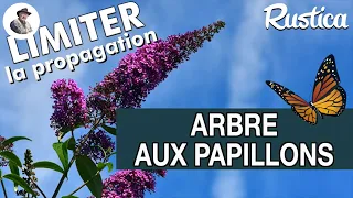 Limiter la propagation du buddleia