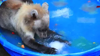 Rescued Brown Bear Cub Beating the Heat!