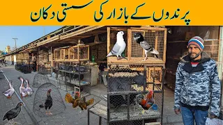 Birds Market Rates Update | Sunday bazar Islamabad | Fancy pigeon | Ducks | Chickens | Aseel Murga