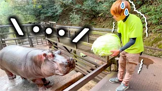 新人飼育員がカバに巨大キャベツを恐る恐るあげてみた結果…！Hippo eat huge cabbage