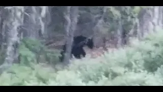 BEAR filmed in Bluff Creek California, While Investigating Bigfoot Reports.