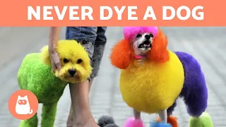 Why Should You NEVER DYE Your DOG'S HAIR? 🐶❌