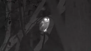 Owls in the Night…On Thermal