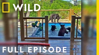 A Black Bear Drops By for a Pool Party (Full Episode) | America's Funniest Home Videos