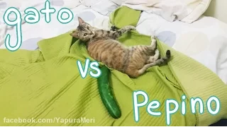 Gatitos VS Pepinos