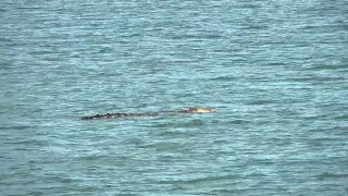 Морской крокодил в Дарвине Австралия Sea croc in Darwin