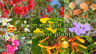 Top 10 Permanent Flowering Plants in India / Perennial Flowering Plants With Names / फूलों के पौधे