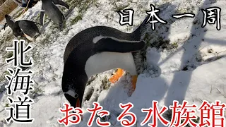 言うことを聞かないペンギンの雪中さんぽ（日本一周の旅37日目）