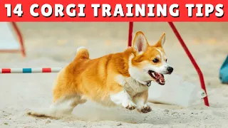 How To TRAIN Your Corgi Dog with EASE ✅ Best TIPS in 2024